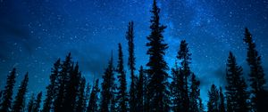Preview wallpaper trees, starry sky, night, dark, sky