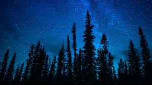 Preview wallpaper trees, starry sky, night, dark, sky