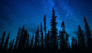 Preview wallpaper trees, starry sky, night, dark, sky