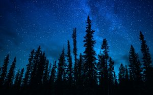 Preview wallpaper trees, starry sky, night, dark, sky
