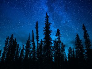 Preview wallpaper trees, starry sky, night, dark, sky