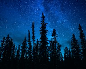 Preview wallpaper trees, starry sky, night, dark, sky