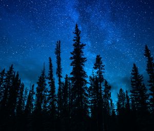 Preview wallpaper trees, starry sky, night, dark, sky