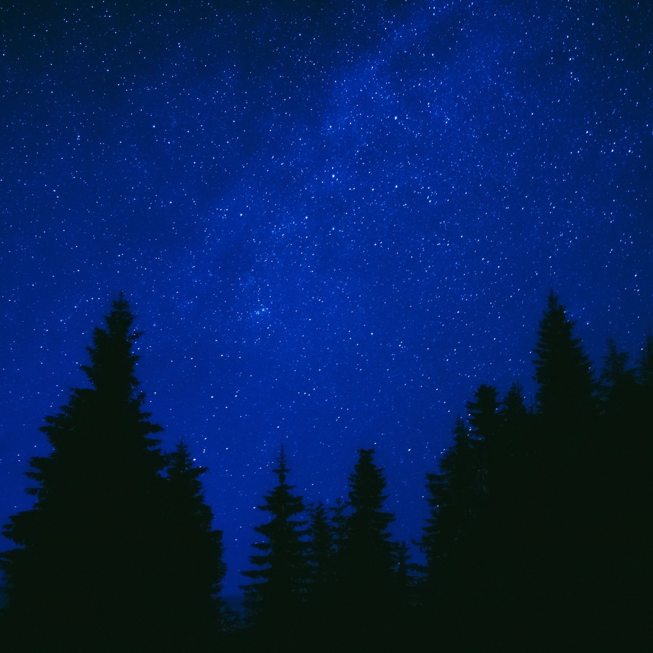 Download wallpaper 1280x1280 trees, starry sky, night, dark, blue ipad ...
