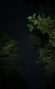 Preview wallpaper trees, starry sky, night, stars, darkness