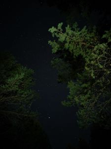 Preview wallpaper trees, starry sky, night, stars, darkness