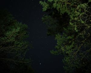 Preview wallpaper trees, starry sky, night, stars, darkness