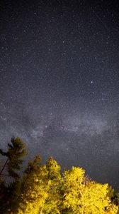Preview wallpaper trees, starry sky, night, stars