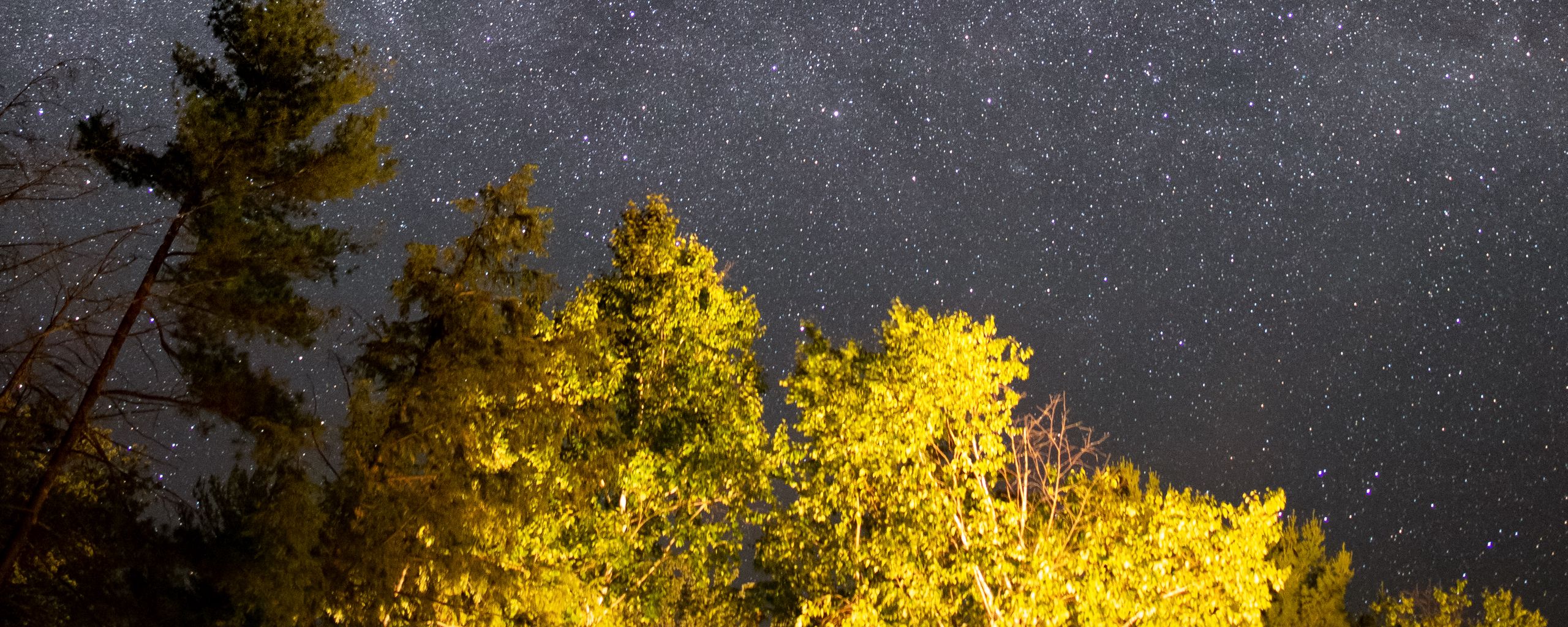 Download wallpaper 2560x1024 trees, starry sky, night, stars ultrawide