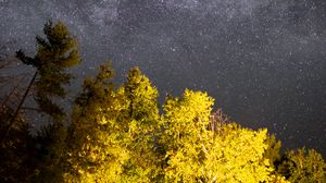 Preview wallpaper trees, starry sky, night, stars