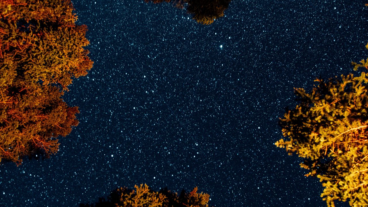 Wallpaper trees, starry sky, night, space, dark