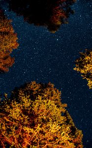 Preview wallpaper trees, starry sky, night, space, dark