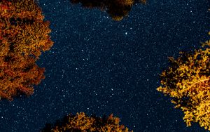 Preview wallpaper trees, starry sky, night, space, dark