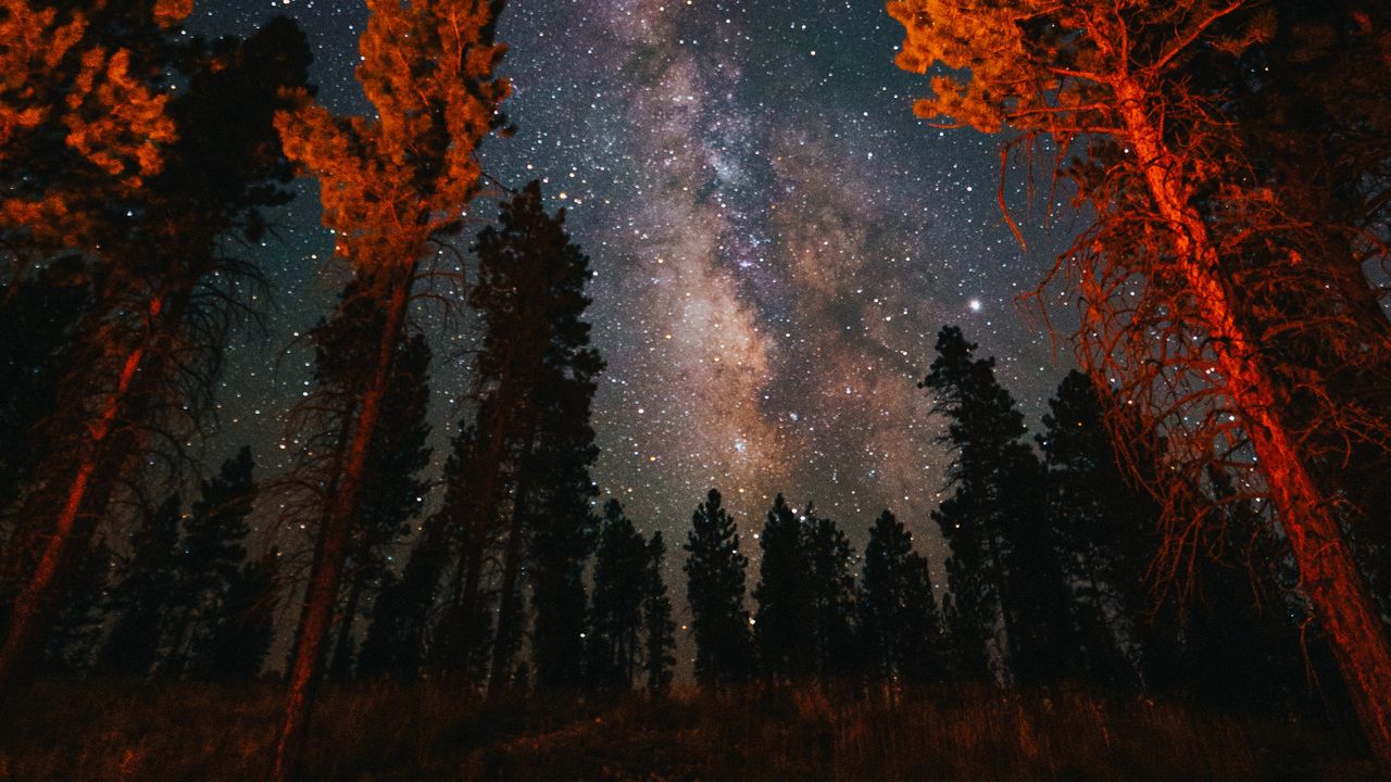 Wallpaper trees, starry sky, night, nature, dark