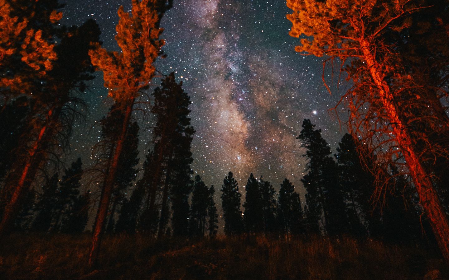 Download wallpaper 1440x900 trees, starry sky, night, nature, dark