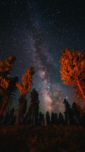 Preview wallpaper trees, starry sky, night, nature, dark