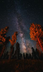 Preview wallpaper trees, starry sky, night, nature, dark