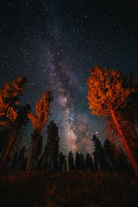 Preview wallpaper trees, starry sky, night, nature, dark