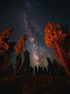 Preview wallpaper trees, starry sky, night, nature, dark