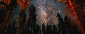 Preview wallpaper trees, starry sky, night, nature, dark