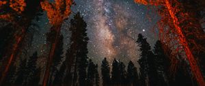 Preview wallpaper trees, starry sky, night, nature, dark