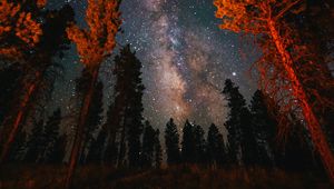Preview wallpaper trees, starry sky, night, nature, dark