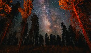 Preview wallpaper trees, starry sky, night, nature, dark