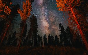 Preview wallpaper trees, starry sky, night, nature, dark