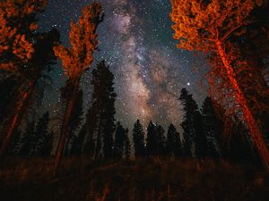 Preview wallpaper trees, starry sky, night, nature, dark