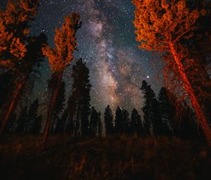 Preview wallpaper trees, starry sky, night, nature, dark