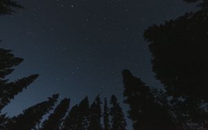 Preview wallpaper trees, starry sky, night, bottom view