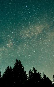 Preview wallpaper trees, starry sky, stars, space