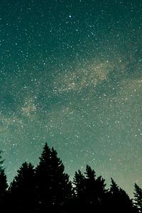 Preview wallpaper trees, starry sky, stars, space