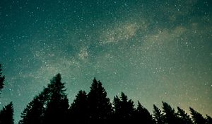 Preview wallpaper trees, starry sky, stars, space