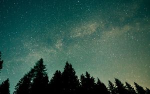 Preview wallpaper trees, starry sky, stars, space