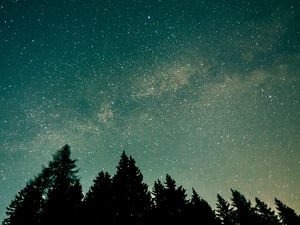 Preview wallpaper trees, starry sky, stars, space