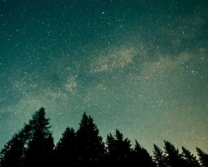 Preview wallpaper trees, starry sky, stars, space