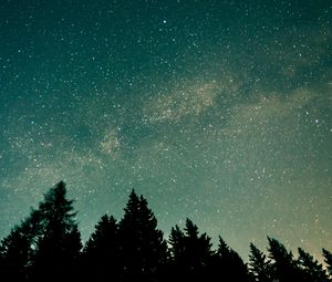 Preview wallpaper trees, starry sky, stars, space