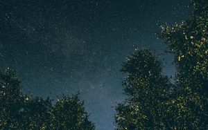 Preview wallpaper trees, starry sky, stars, night
