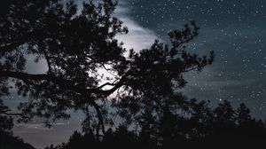 Preview wallpaper trees, starry sky, stars, night, clouds
