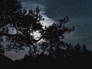 Preview wallpaper trees, starry sky, stars, night, clouds