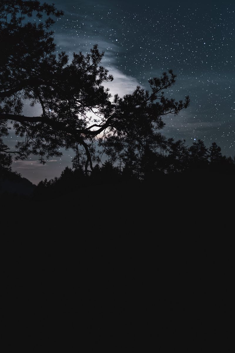 Download Wallpaper 800x1200 Trees Starry Sky Stars Night Clouds