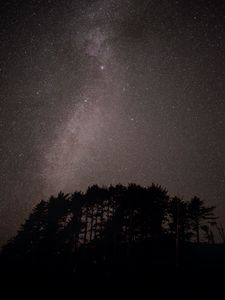 Preview wallpaper trees, starry sky, stars, nebula, space