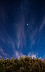 Preview wallpaper trees, starry sky, stars, spruce, night