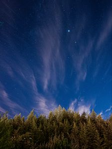 Preview wallpaper trees, starry sky, stars, spruce, night