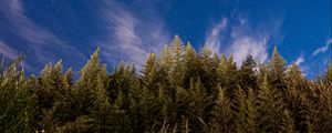 Preview wallpaper trees, starry sky, stars, spruce, night