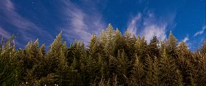 Preview wallpaper trees, starry sky, stars, spruce, night