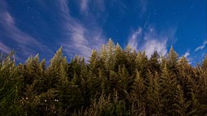 Preview wallpaper trees, starry sky, stars, spruce, night