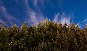 Preview wallpaper trees, starry sky, stars, spruce, night