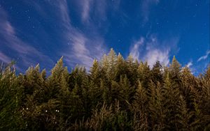 Preview wallpaper trees, starry sky, stars, spruce, night